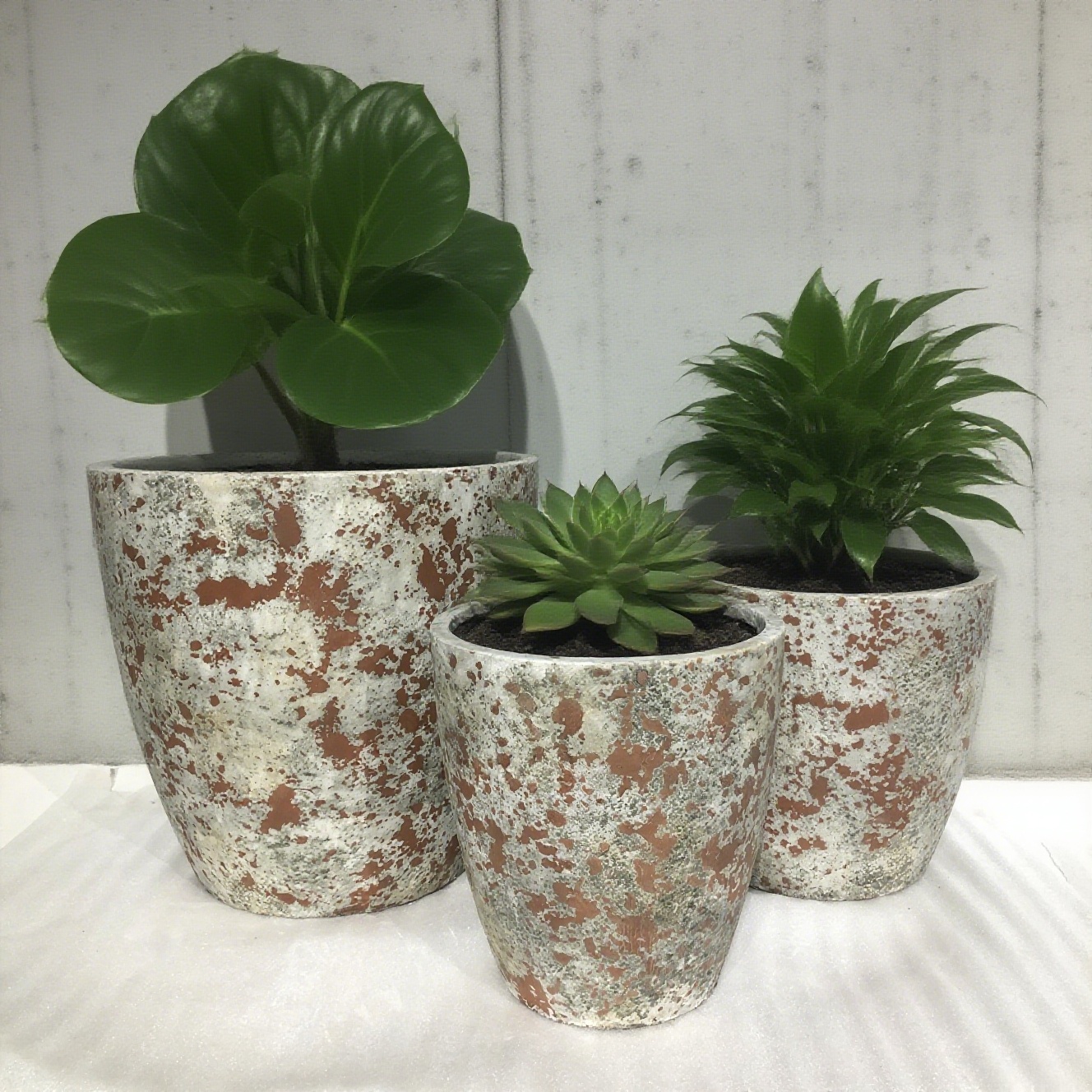 最新の企業ブログについて セメント植木鉢 | 植物に「自然のワイルドさ」を