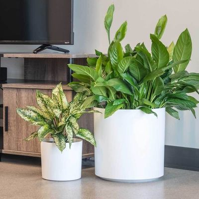 オーダーメイド ガラス繊維の花木の盆 室内植物のための丸い