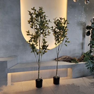 植物 植物 植物 植物 植物 植物