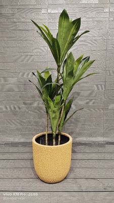 黄蜜露 メロン 皮のパターン 丸い 繊維粘土 植樹園 景観 プロジェクト